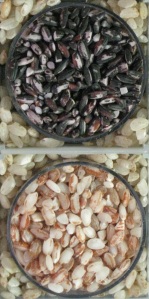 Ominio (top) and Imbuucan (below) grains